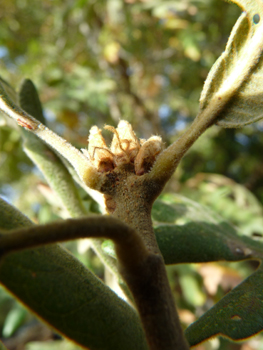 Bourgeons ovoïdes à écailles grises. Agrandir dans une nouvelle fenêtre ou onglet)